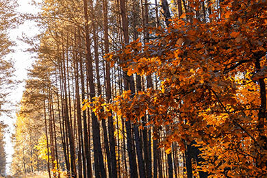 开云-德国乒乓球队力克瑞典乒乓球队，张继科惊艳世界